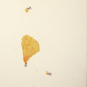 Myriam Laplante - 75 mosche